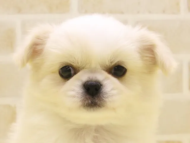 東京都のハーフ犬・ミックス犬 (ペッツワン町田多摩境店/2025年1月18日生まれ/男の子/クリーム)の子犬